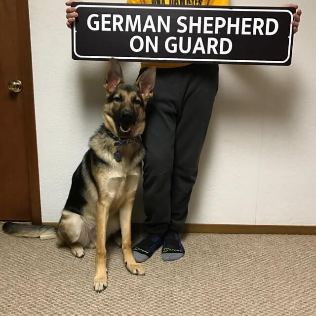 German Shepherd On Guard Sign